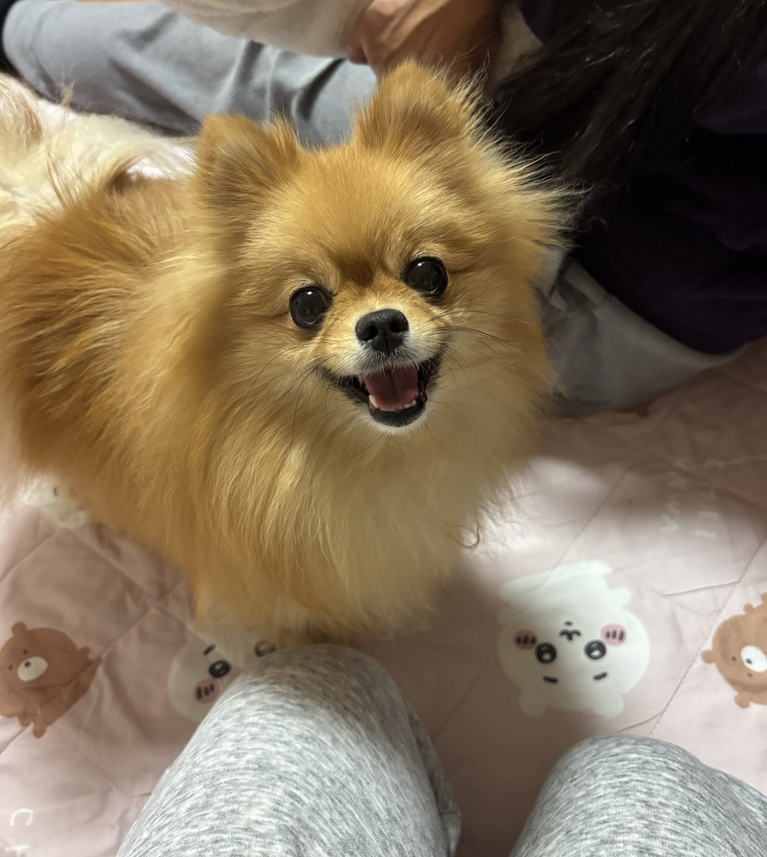 pome_chocochan's tweet photo. 『ねぇね❣️あそぼっ❣️』
にっこにこでたくさん遊んでます☺️ https://t.co/BBvJVSlWoT