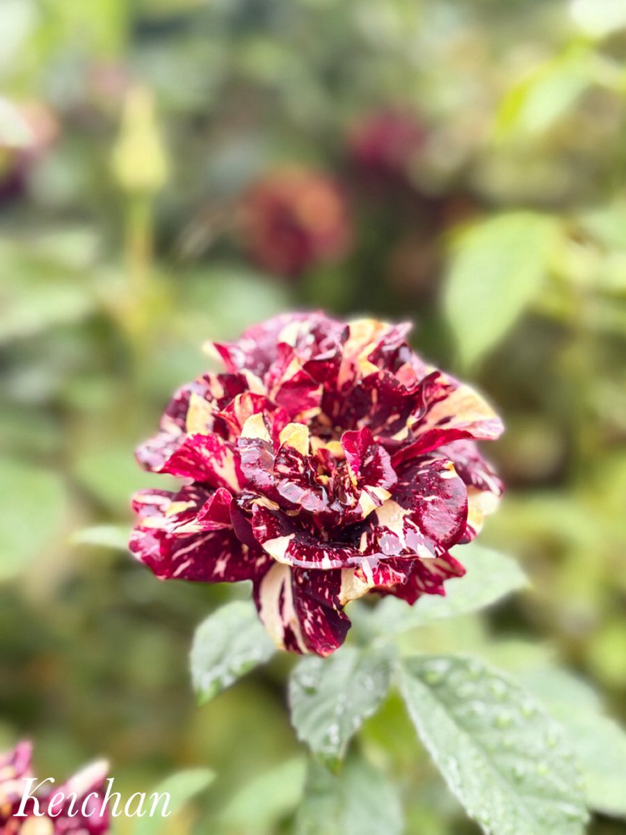 けいちゃんページ けいちゃん (@k1222_keichan) / Posts / X