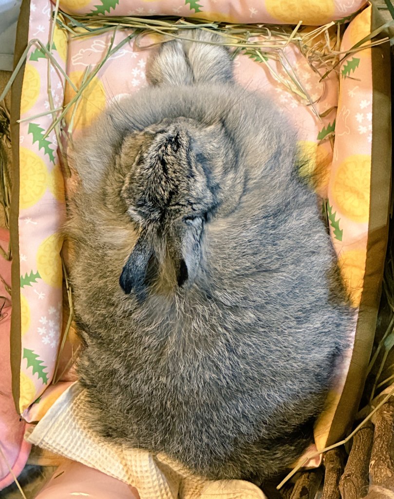 毛玉パンに頭を乗せて手を付けてみました、みたいな。