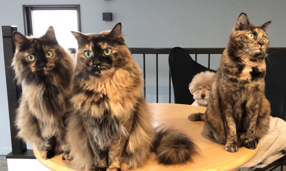 真は錆猫が好き しずわらひなた | 🐈‍⬛❤️ しずくのジャンプはかなりレア😂 Shizuku