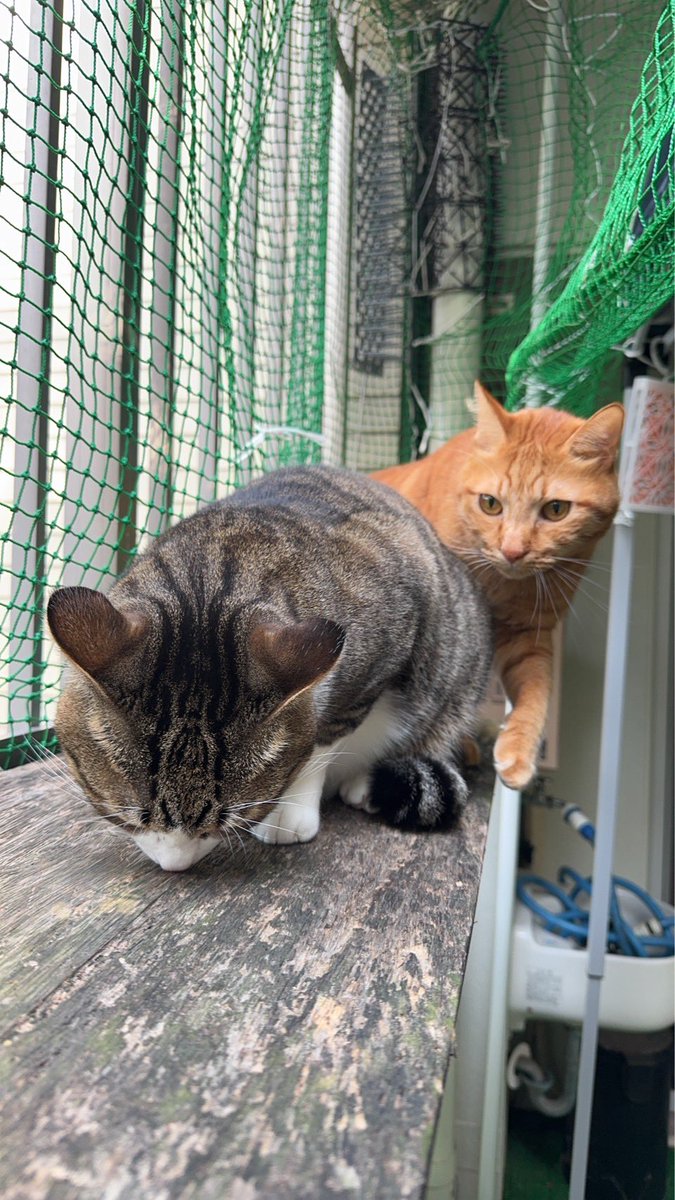 tora0804's tweet photo. 「あの・・・通っていかな？」

#猫がいる生活 #猫がいる幸せ #短編小説 #ショートショート  #会計年度任用職員 #ちょっといい話 #猫 #note #投稿 #読切 #フォロバ100 https://t.co/MhHm9Htgs5