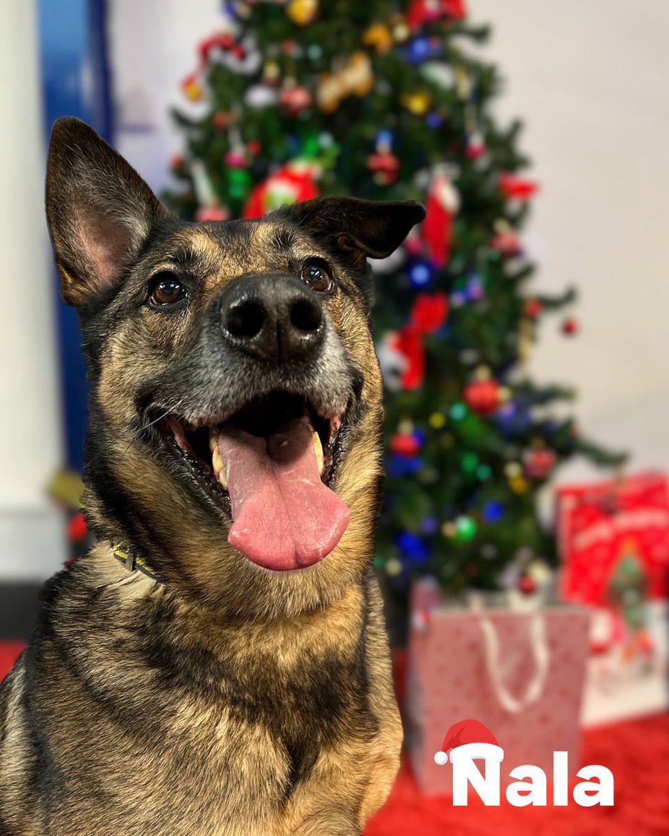 Dogs Trust Merseyside tweet media