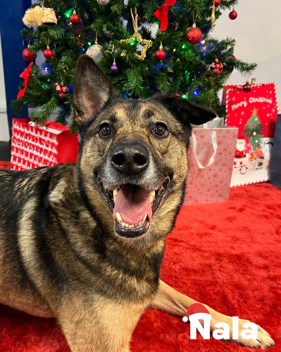 Dogs Trust Merseyside tweet media