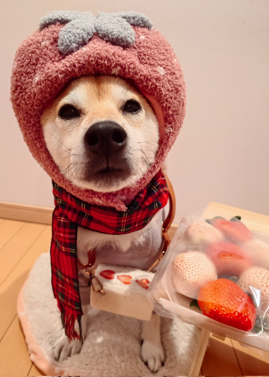 「一緒に食べるの〜( ฅ ˙Ⱉ˙ฅ)🍓」
イチゴ坊や🍓が21時をお知らせします🔔
まあちゃんイチゴ🍓を仕入れてきたよ((((((´・ω・)👛ﾄｺﾄｺ🩷
今からイチゴ🍓の先っぽを食べま〜す(◍´⤙`◍)🎶
下っぽはあげる〜( *´∀`)🥄🍓)´Д` )💦
優しいぼく(⸝⸝⸝╸▵╺⸝⸝⸝)₊🩷
#お知らせ小さいお母ちゃん