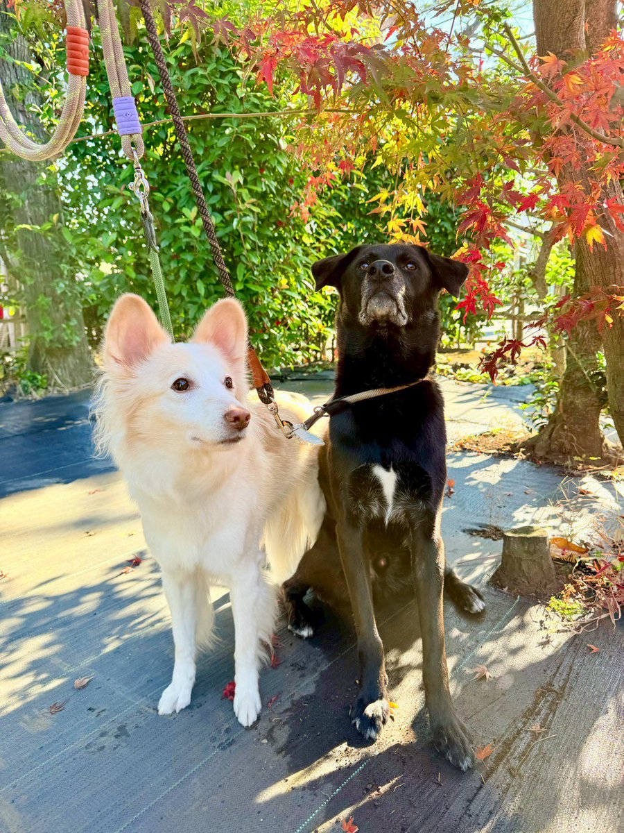 ぼくたちん家【公式】 tweet media