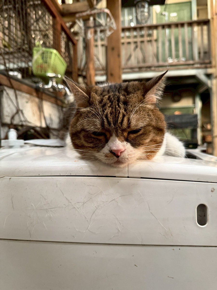 ぼくたちん家【公式】 tweet media