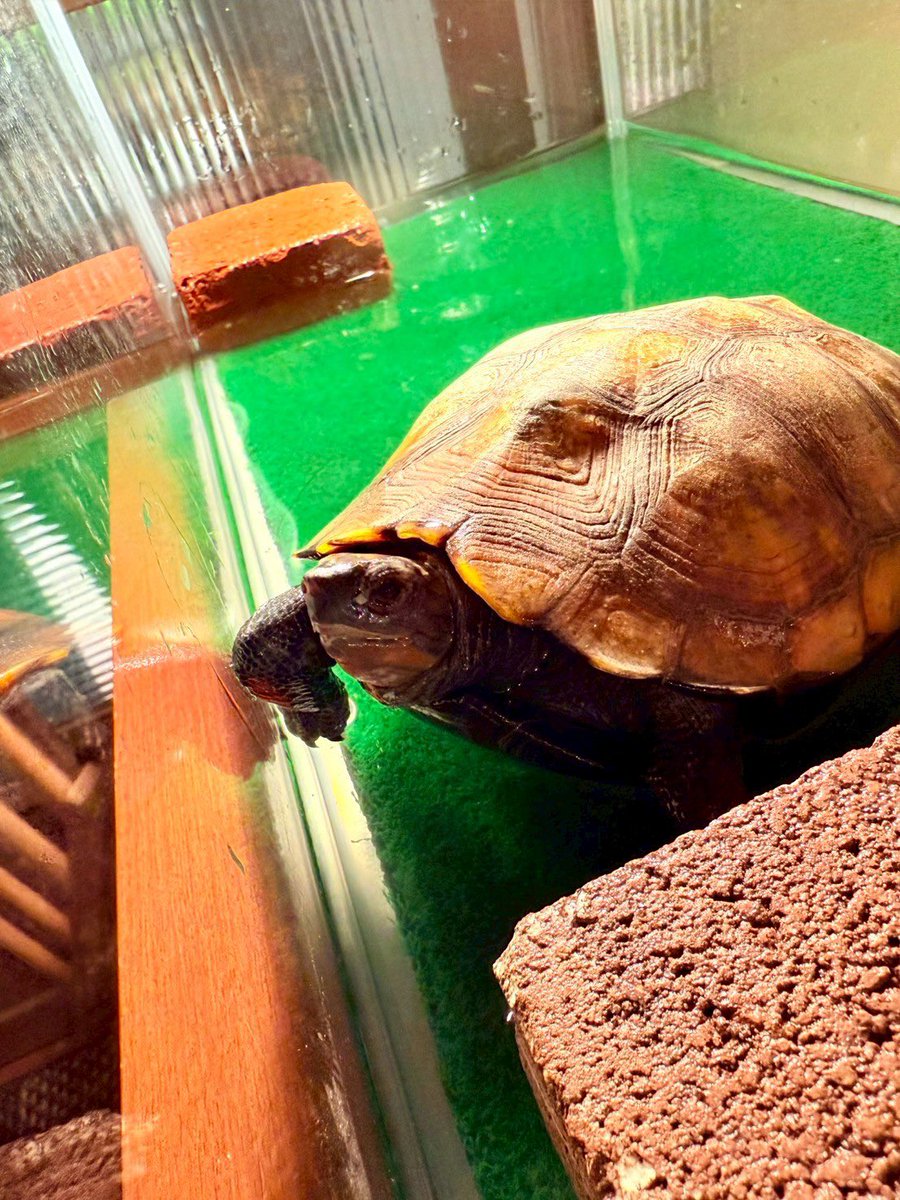 ぼくたちん家【公式】 tweet media