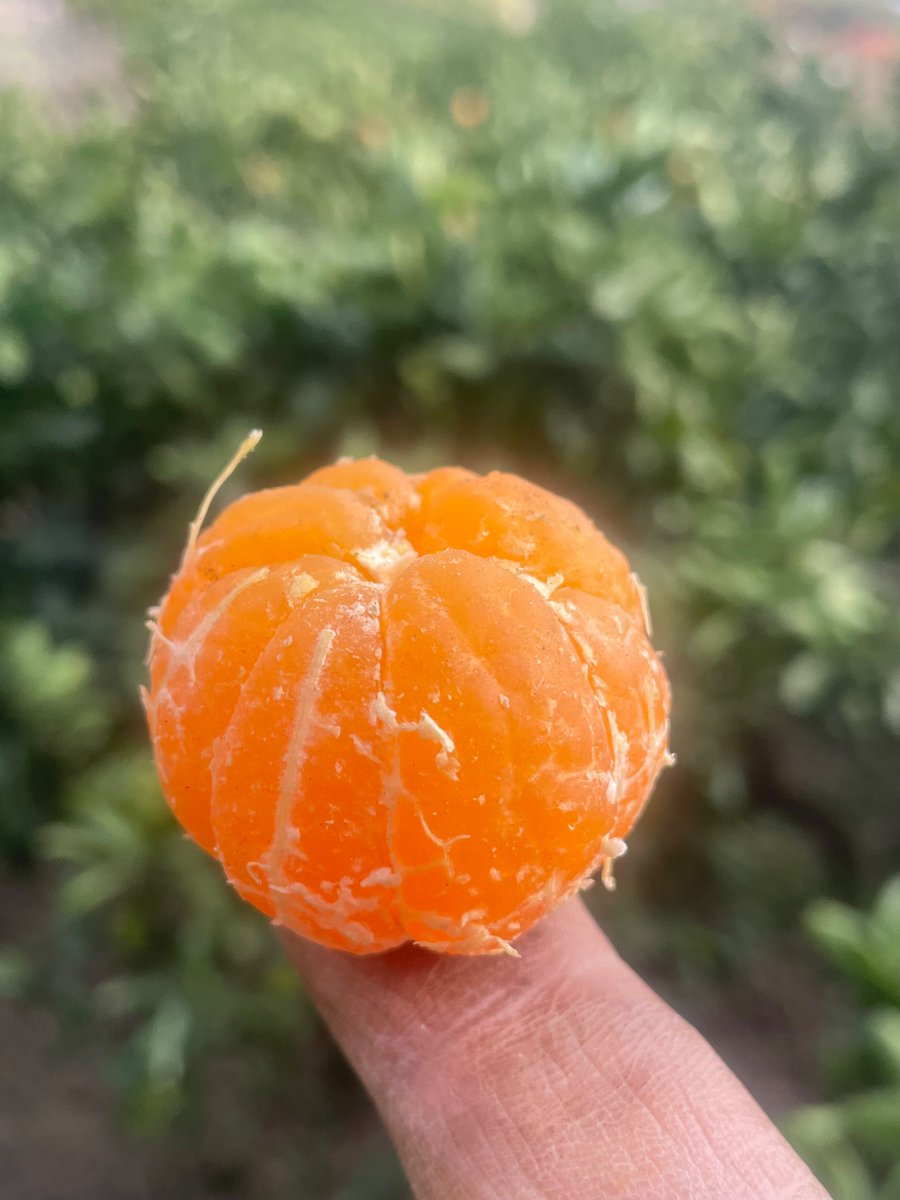 TAWA FARM tweet media