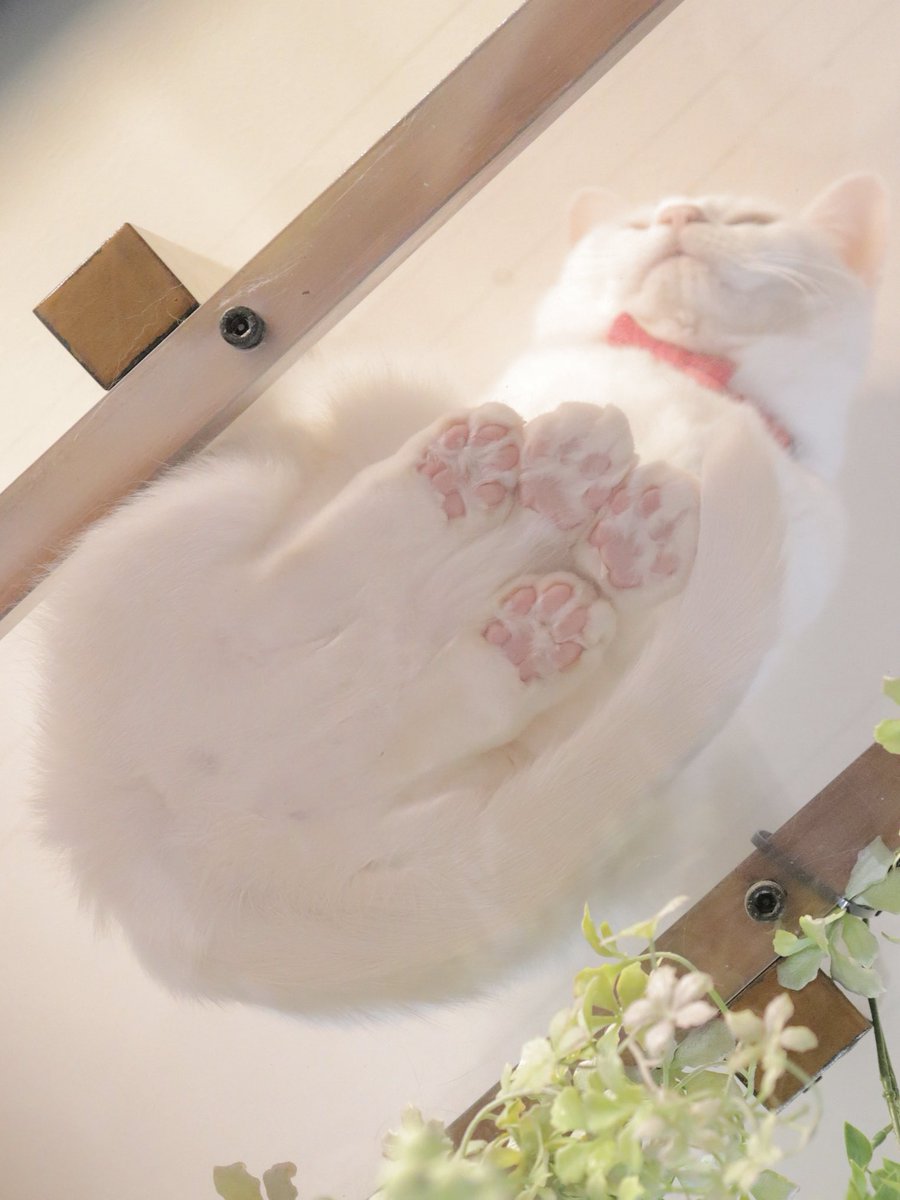 無重力猫ミルコのお家 (@ccchisa76) / Posts / X