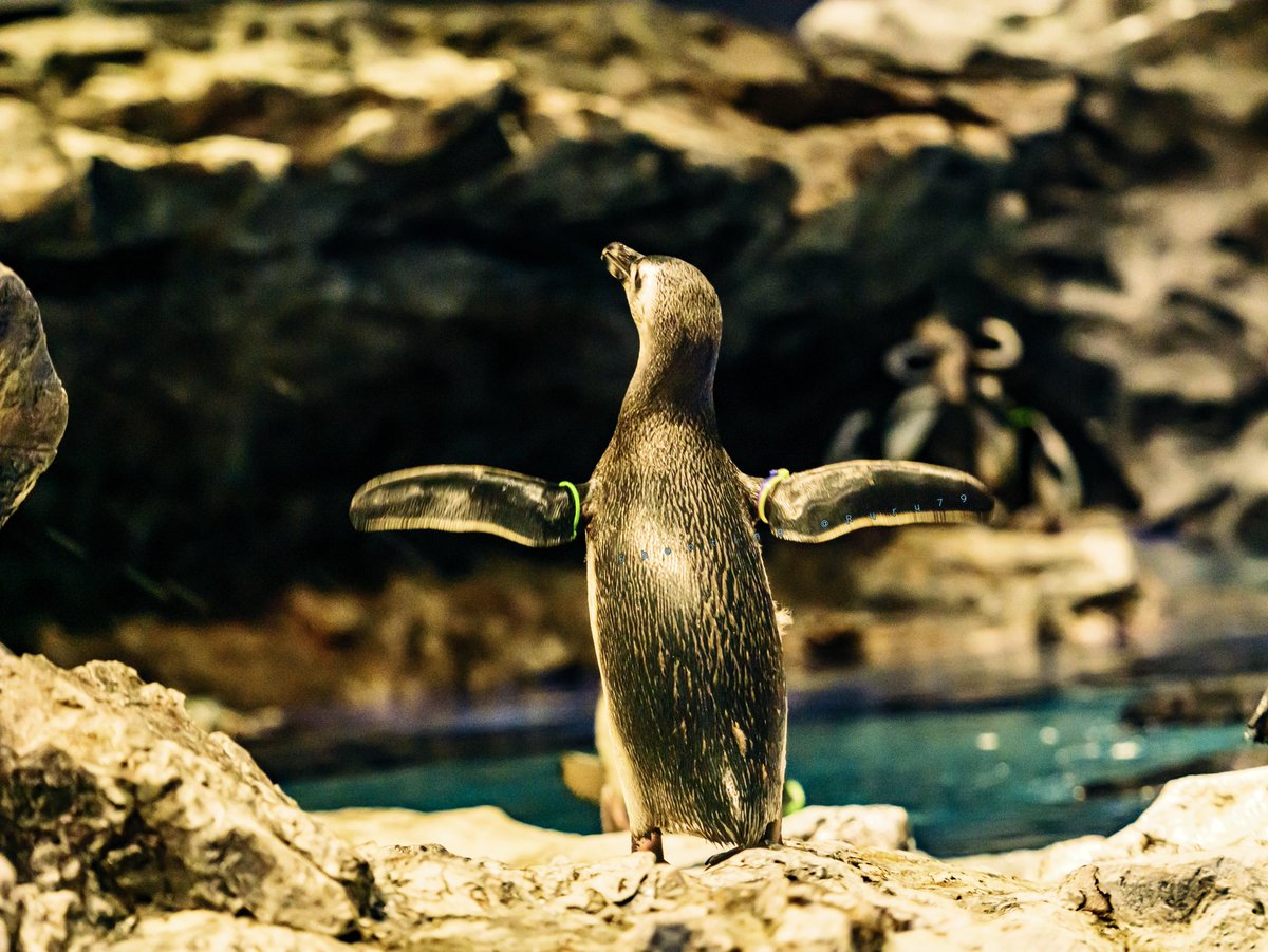 るるなっく (@ruru79) / Posts / X