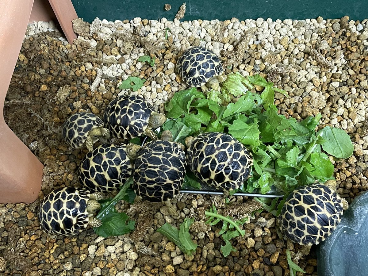 本日はリクガメブリーダーさまのお宅にお邪魔してきました😊

実際に飼育環境を見せてもらうのって、めちゃくちゃ参考になりますよね😆取り入れられることがないかジロジロみてしまう💦

見にきてもいいよという方是非お声かけかけくださいませ😁

※写真は我が家のチビルマです。