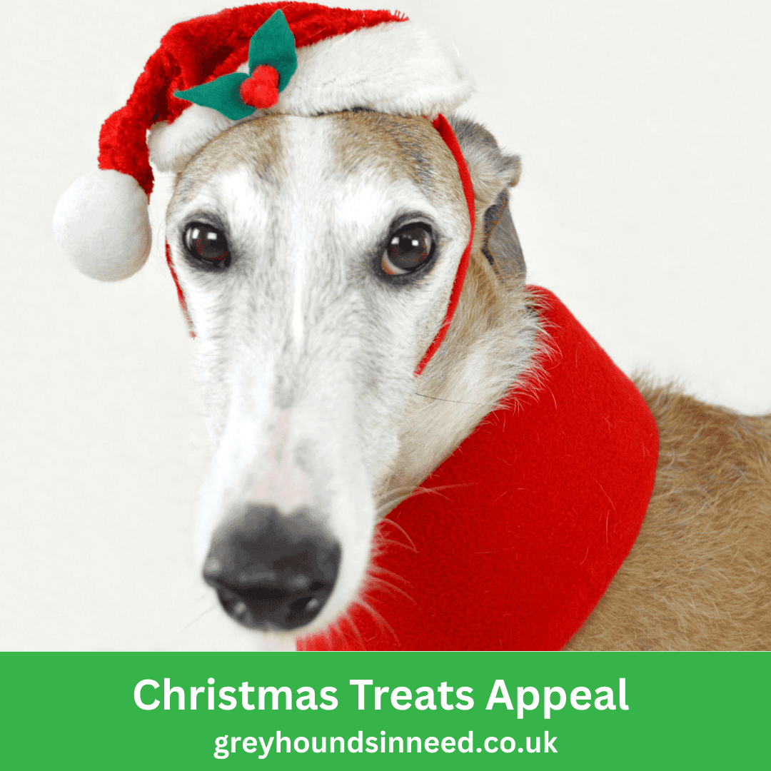 Could you spare £ to help us send Christmas Treats to the galgos in Spain?  🙏🎅 
PayPal: paypal.com/uk/fundraiser/…
JustGiving: justgiving.com/gin/Donate
Phone - call the office on 01784 483206
#christmastreats #fundraising #galgos #greyhounds #charity #rescuedogs #spain