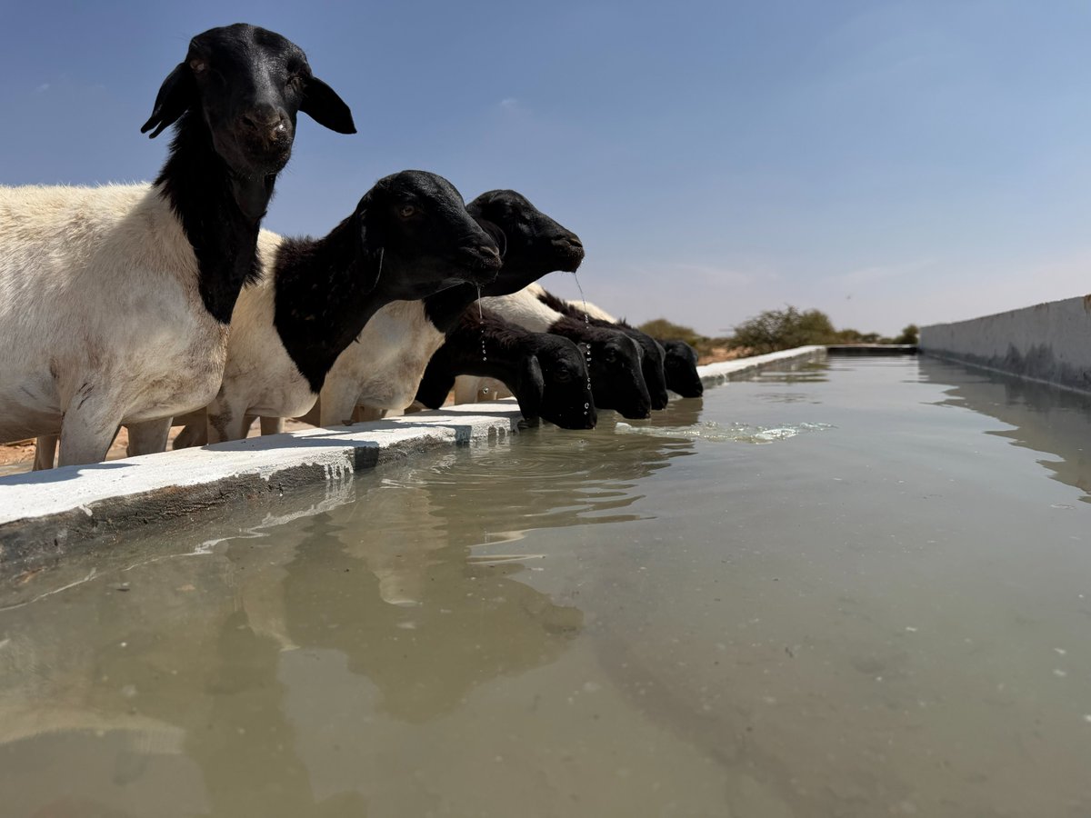 UNDPSomalia's tweet photo. Somalia faces recurring drought—but it is also one of the sunniest countries on earth.

With support from @SaudiFund_Dev, the first 2 of 10 solar-powered boreholes are now complete. The project aims to harness the sun to bring safe water to 120,000 drought-affected Somalis and improve water practices for over 3 million people by 2026.

Read more about the initiative: https://t.co/PGWMfMzZ2d