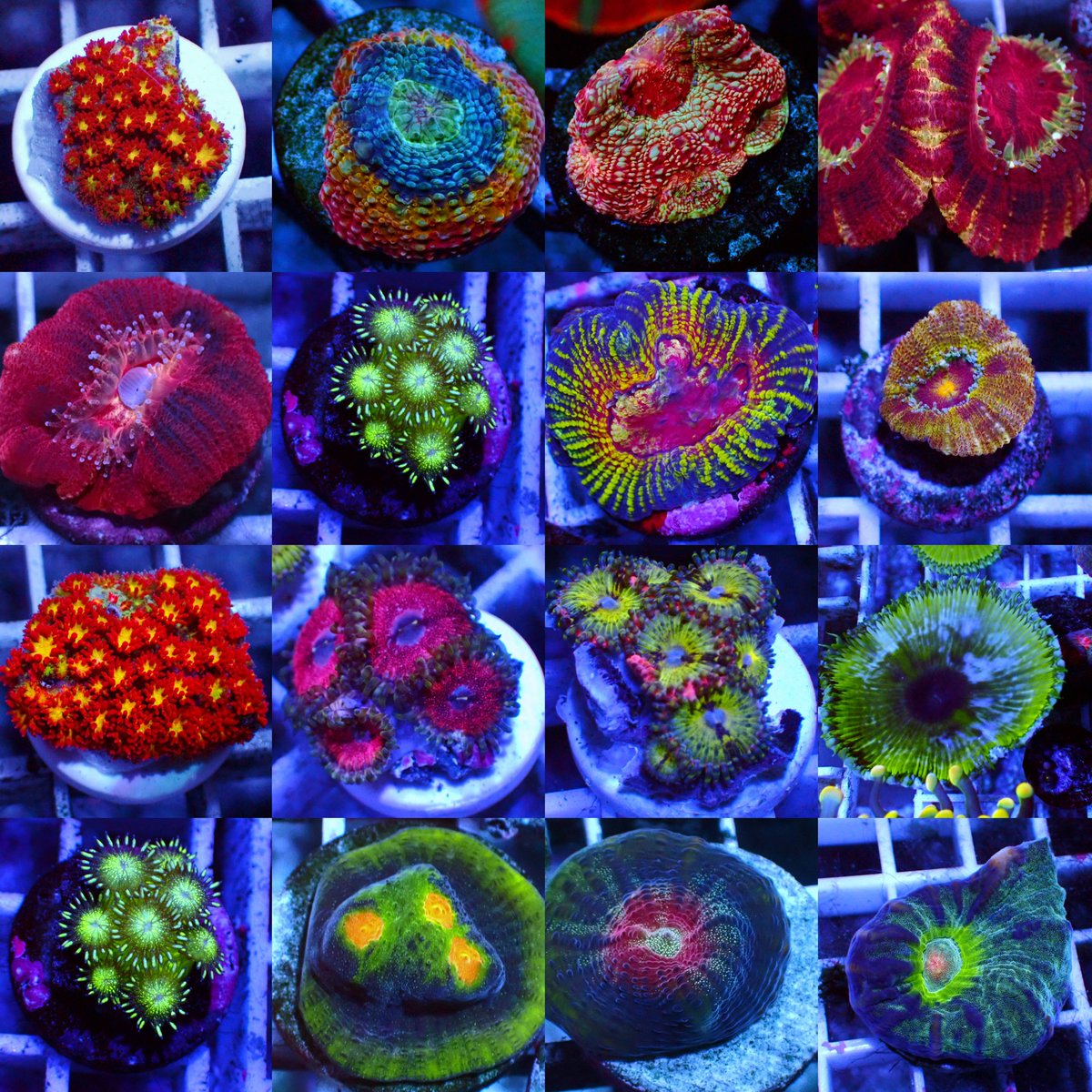 HaleBoppCoralsかいぞく (@HaleBoppCorals) / Posts / X