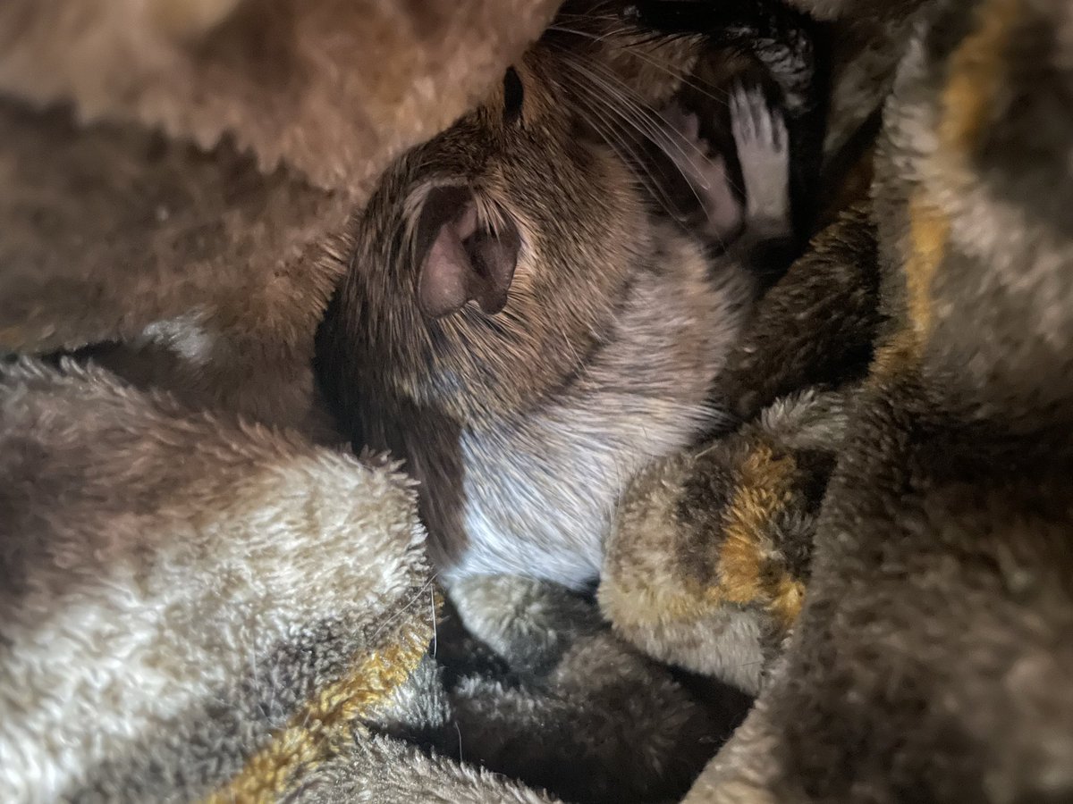 Degu_tegutegu's tweet photo. ある日わたしから強奪した、ニトリの着る毛布を毎冬使って同化してる😳

#デグー
#ﾃｸﾞﾃｸﾞ https://t.co/nR1Z4Sh7N5
