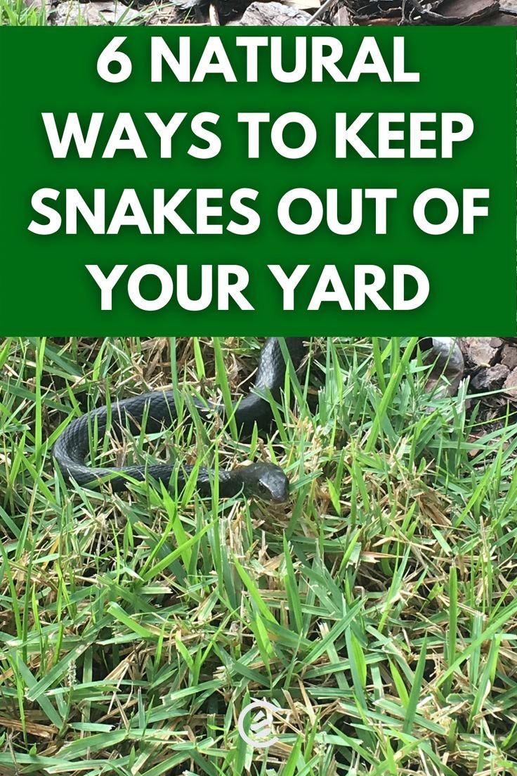 Agronomme_'s tweet photo. Natural Ways to Keep Snakes Away From Your Backyard or Garden

Snakes usually enter gardens and homesteads for three main reasons: shelter, food, and water. Understanding this is the first step to keeping them away naturally and safely. Most snakes are not aggressive, but their presence can cause fear and real danger, especially around homes, livestock, and children. The good news is that you can discourage snakes without harming them or using harsh chemicals.

Start by keeping your surroundings clean and open. Snakes prefer quiet, hidden places where they can move unnoticed. Overgrown grass, thick bushes, wood piles, rocks, and unused materials provide perfect hiding spots. Regularly cutting grass, trimming hedges, and removing clutter greatly reduces places where snakes can rest or hide. Firewood should be stored on raised platforms and kept away from the house.

Control rodents and insects in your garden. Snakes follow food, not people. If your compound has rats, mice, frogs, or insects, snakes are likely to visit. Proper waste management, secure grain storage, and clean animal housing reduce rodent populations and indirectly keep snakes away. Poultry houses and feed stores should be kept clean to avoid attracting rats.

Use natural repellents that snakes dislike. Strong smells irritate snakes and discourage them from staying. Plants such as garlic, onions, lemongrass, marigold, and wormwood are commonly believed to help repel snakes when planted around gardens and houses. While they are not a guaranteed solution, they add an extra layer of protection and improve garden health at the same time.

Natural substances like sulphur powder, ash, or lime can be lightly spread around entry points, fences, or garden borders. Snakes dislike crawling over rough or irritating surfaces. These materials should be reapplied after rain for effectiveness. Always handle them carefully and avoid excessive use.

Reduce moisture and standing water. Snakes are attracted to damp, cool areas. Fix leaking taps, improve drainage, and avoid stagnant water in containers, trenches, or broken pipes. A dry environment makes your garden less attractive to snakes and many other pests.

Install simple physical barriers. Even natural prevention works best when combined with barriers. Fine wire mesh or netting placed along fences and buried a few centimeters into the ground can stop snakes from entering. Ensure there are no gaps under gates or walls where snakes can slip through.

Encourage natural predators where appropriate. Animals such as cats, guinea fowls, and some birds of prey help reduce snakes by disturbing them or controlling rodents. However, this should be done responsibly, without creating new problems in your ecosystem.

Finally, stay alert and calm. If you see a snake, do not try to kill it. Most bites happen when people attempt to attack or handle snakes. Give it space and contact local wildlife or animal control services if necessary.

A clean environment, good farm management, and simple natural practices go a long way in keeping snakes out of your backyard or garden. Prevention is always safer and more effective than reaction.