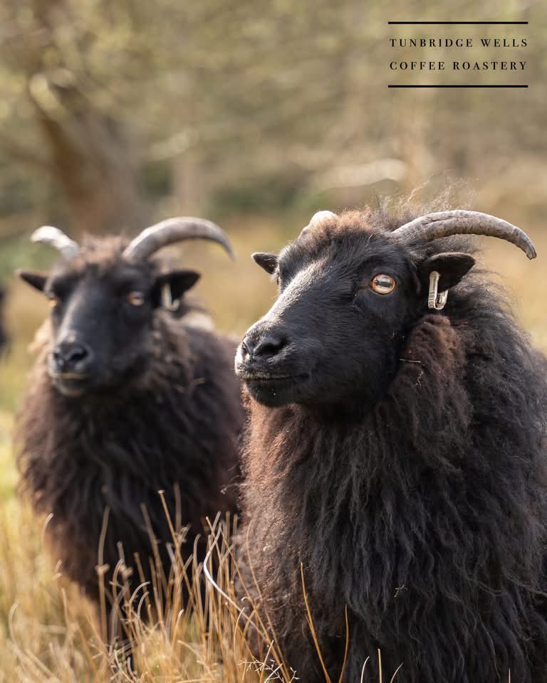 Folly Wildlife Rescue tweet media