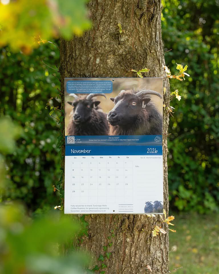 Folly Wildlife Rescue tweet media