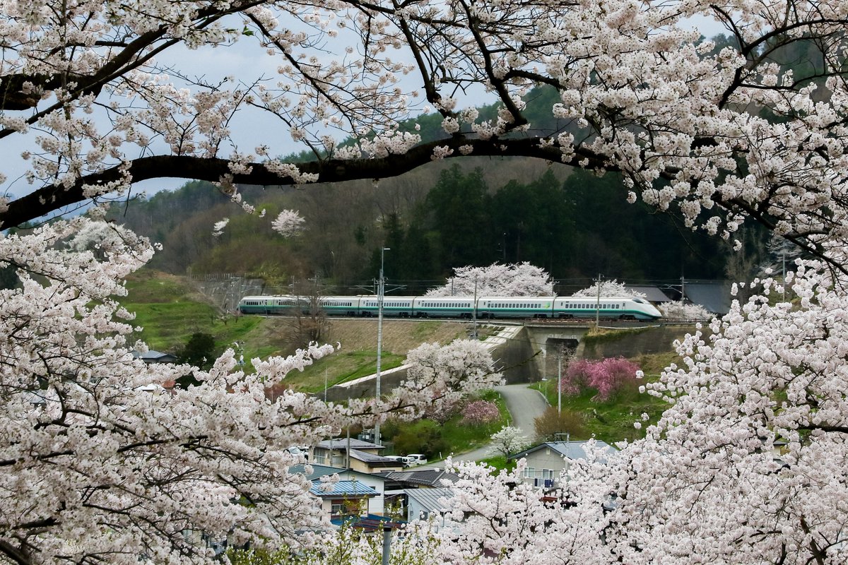 n_a_18_'s tweet photo. 桜に包まれて走る銀つば。烏帽子山公園の桜はとても綺麗でした。E3系がいなくなってもまた行きたいですね
#つばさつなぐ https://t.co/8QY0tpQYKT