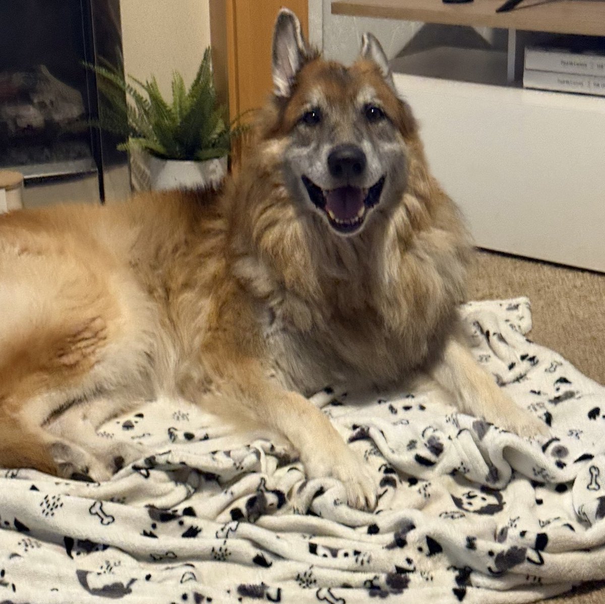 Retired Police Dogs Merseyside tweet media