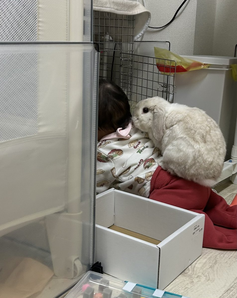 LopMuffin's tweet photo. 息子がまふぃんくんの部屋に突撃してる！って思ったらまふぃんが背中に乗ってて思わず激写してしまった。👶🐰 https://t.co/q4WyhJmlnf