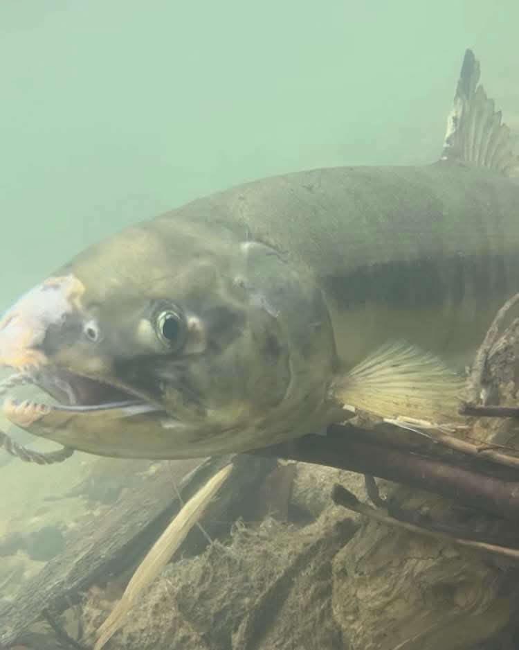 とことこ🚶‍♀️みーちゃん🐰 (@miiichan_1225) / Posts / X