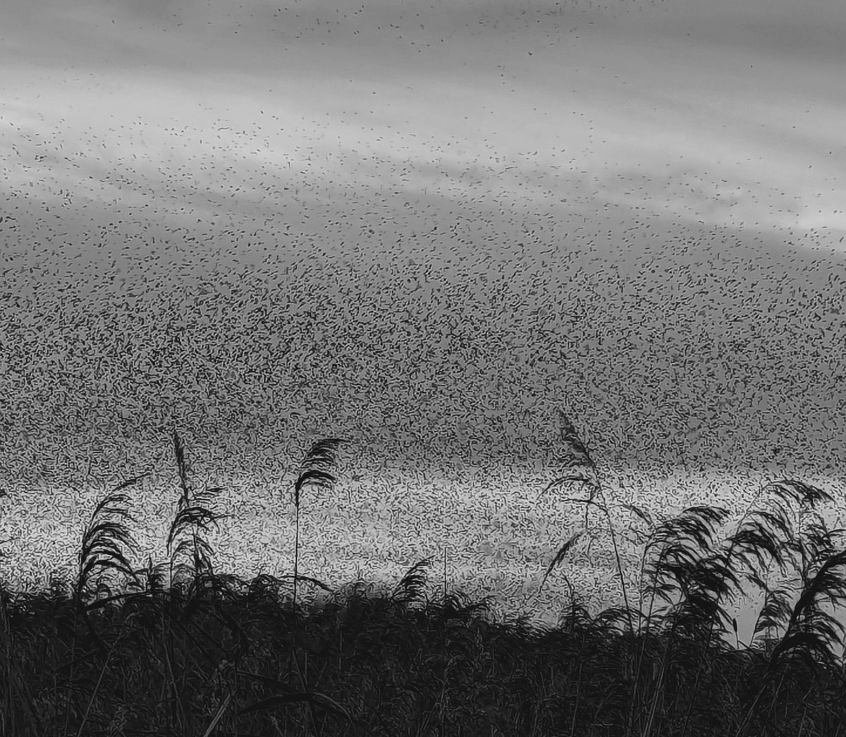 CarolineMockri4's tweet photo. An RSPB #Hamwall  Saturday. 13/12/25. 🚶‍♀️ https://t.co/prOT2tFHFv