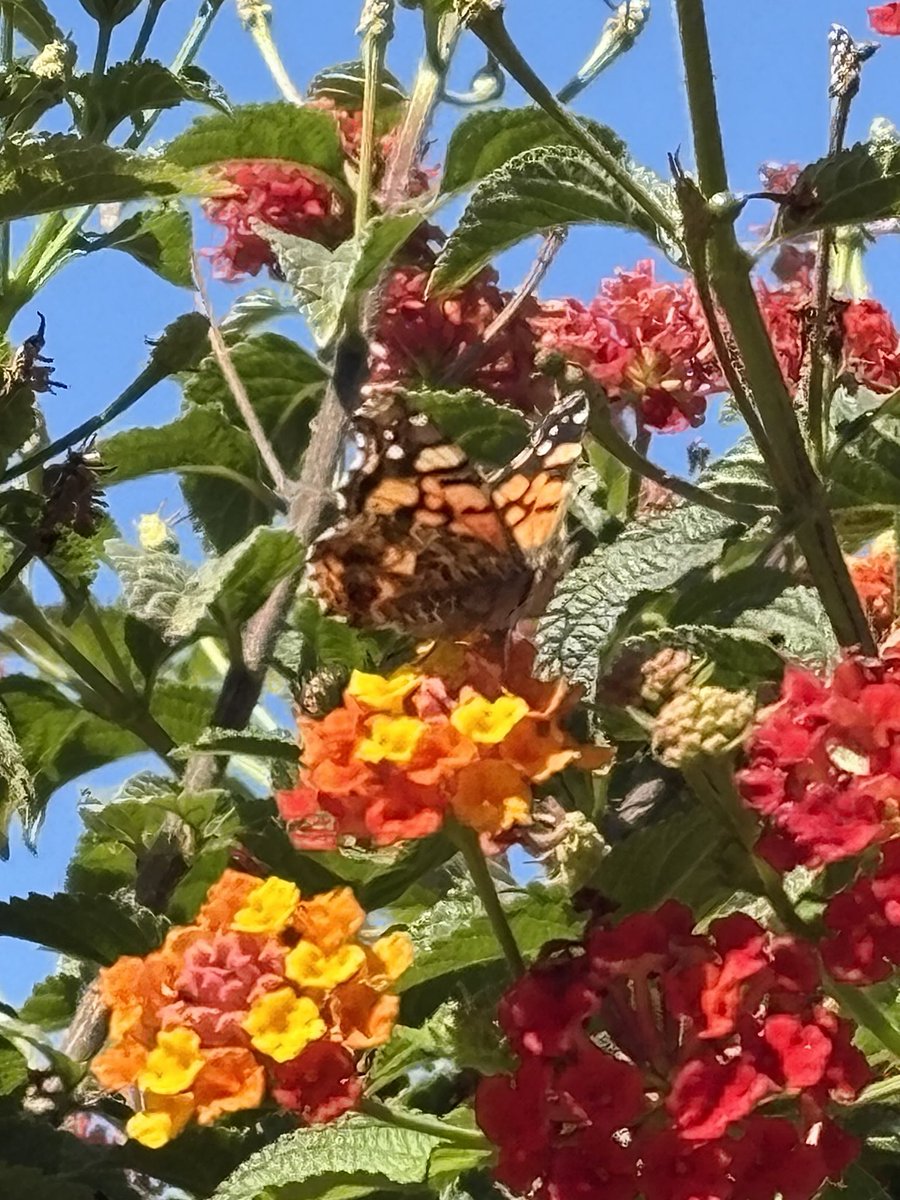 Me encanta este arbusto siempre está con mariposas, está especie de la foto, unas que predomina el color negro y revoloteando unas amarillas también