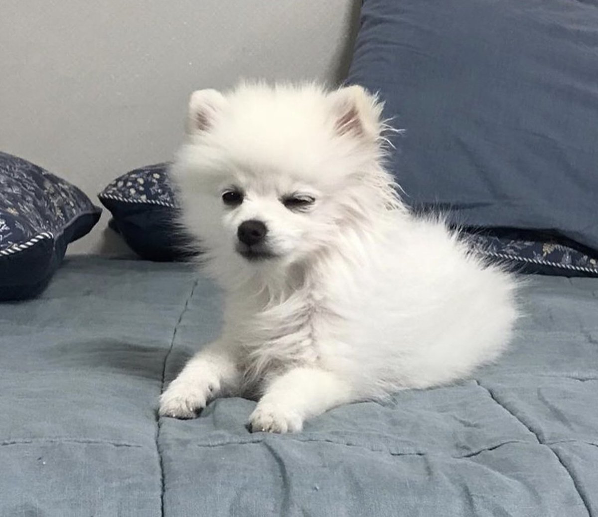 막 자다 일어난 따뜻하고 꼬순내 개쩌는 강아지 빨리 빗어주고 쪼물쪼물 해줘야됨