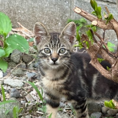 Kijitorachancha's tweet photo. #新しいプロフィール画像 https://t.co/ZhdhAmDyV6