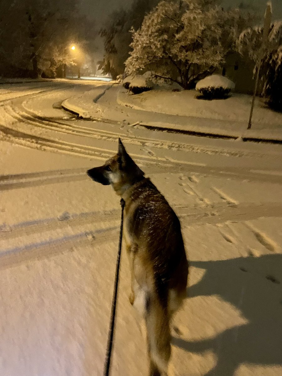 RajeevShankar's tweet image. 5 a.m. walk 🐾 ❄️ #NJ #NJsnow #GSD #GermanShepherd #dogsoftwitter #nature #winter #firstsnow #snowday