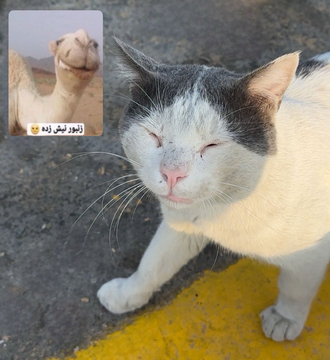 Sulum99's tweet image. لقيت زنبور نيش زده