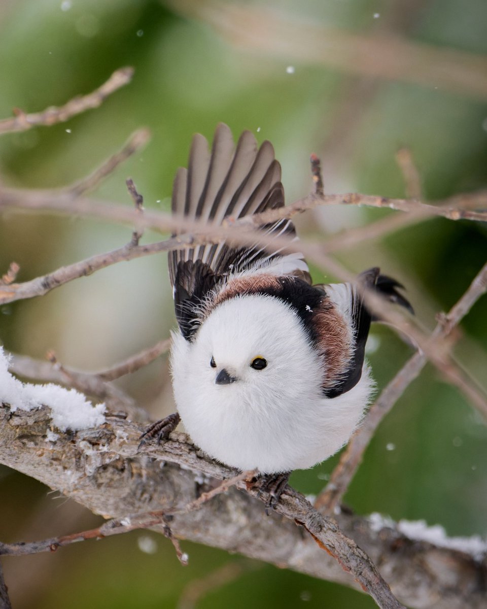シュッと現れたシマエナガ！