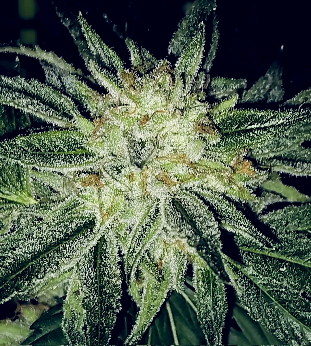 PotMarijuana's tweet photo. I call the G-ma of this Trilla Gorilla x Sour Josh "The $$$ plant". A goat pheno of Johnny Utah x Triangle Mints I found. Heavy frost, soft dense nugz, aggressive AF, creamy mint dank in every seed
#growyourown #WeedLovers #CannabisCommunity #shutterbuds #budporn #Mmemberville https://t.co/BL1xB6tN0C
