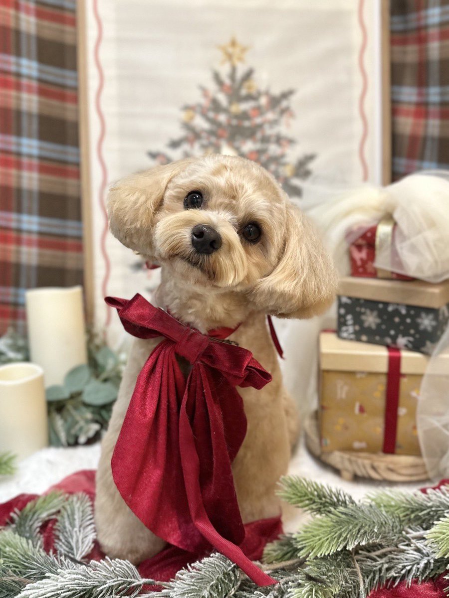 今年ラストのトリミング⛄️
ローズパックしてもらったよ〜

🎮 TwitchでDBD配信してます
まだまだ小さなチャンネルですが、
フォローしてもらえると励みになります🙏
目標50人😢

twitch.tv/pons4x

#DBD配信
#Twitch配信
#初心者
#参加型
#雑談