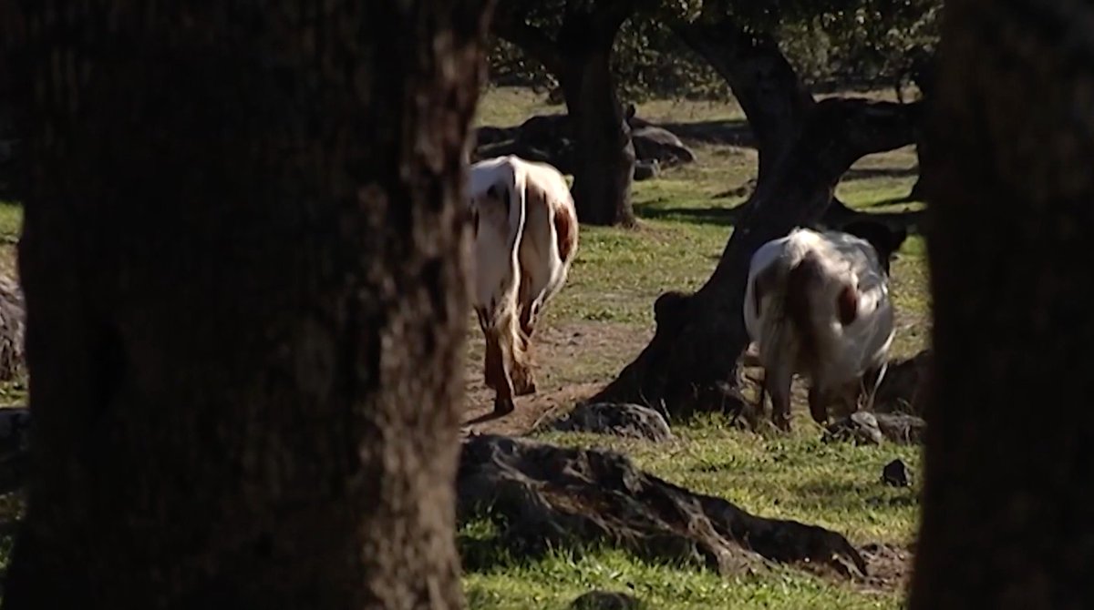 Junto al ganadero Francisco Ruiz Meléndez, conocemos la importancia de los "berrendos" junto al bravo.  Los bueyes y su trabajo en el campo y en la plaza

🟥 En directo bit.ly/DirectoTierraD…

📲YouTube y App 
<a href="/cextremadura/">Canal Extremadura</a>