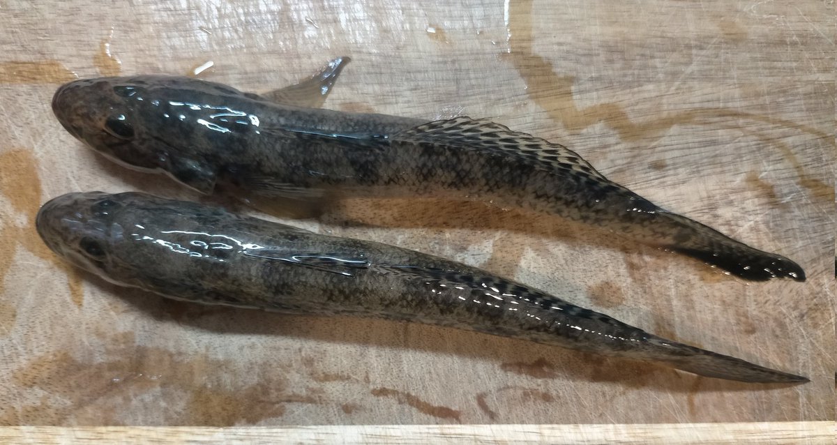 tpukuyosuke's tweet photo. 本日は大阪市内ドブ川へ落ちハゼの穴釣りへGO!
穴を探っていくとイソメが針の手前まで喰われてます。これが続いてなかなか乗らない。。。もうしょうがないので置きざおにしてるとやっとかかりました。17cmが2匹の釣果でしたが活性下がってますね〜。もっと下流に行かないと駄目かもー https://t.co/h2urjVTSuR