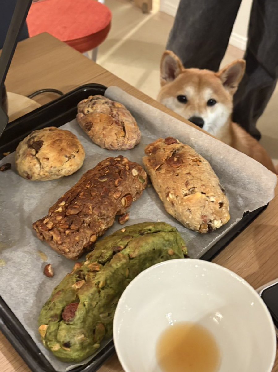 もなかまるページです。 名犬もなかまる (@meikenmonaka0) / Posts / X