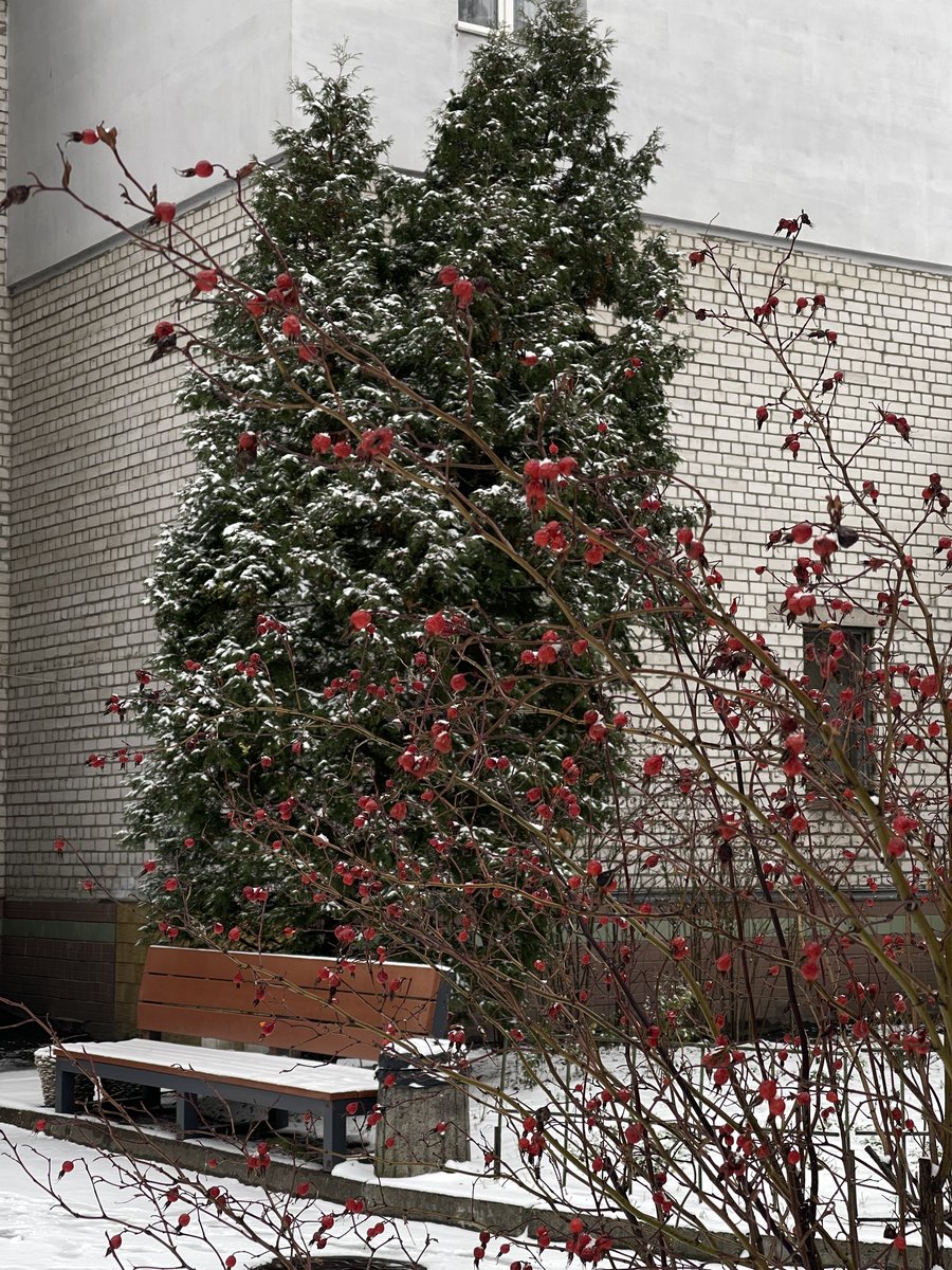 в Києві перший сніг
знаєте, що це означає?
на фронті стає все холодніше. і це не приємний мороз, який щипає носа, а який пробирає до кісток, без можливості зігрітися

тому бійцям дуже треба наша допомога у вигляді грілок💔
дякую
🫙: send.monobank.ua/jar/8pe3uKk2Bz
💳: 4874 1000 2094 4099