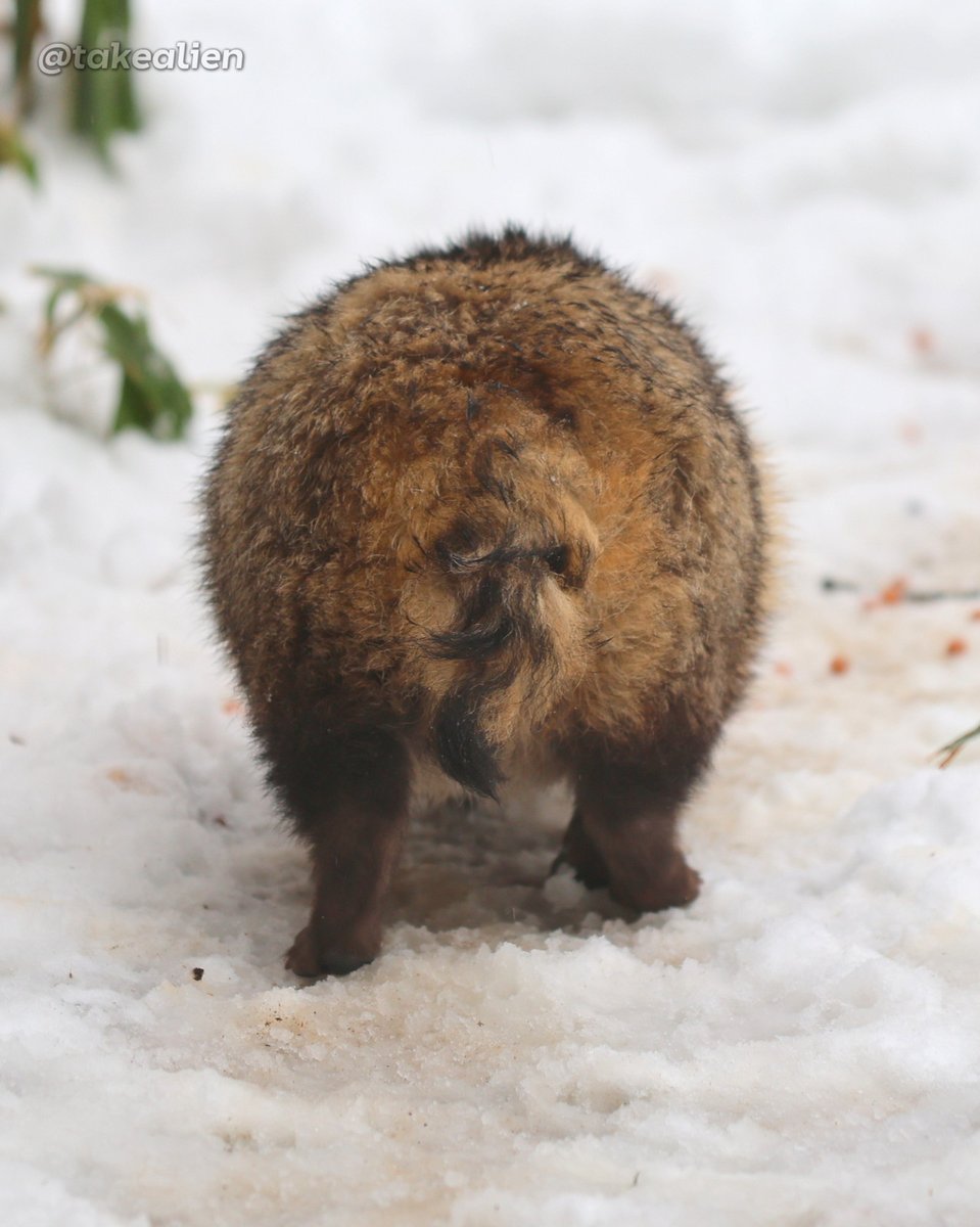 今年もあと半月ほどってことでタヌケツでも見て元気出せよ 僕は疲れ