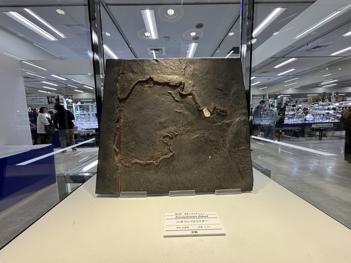 奇々海貝 tweet media