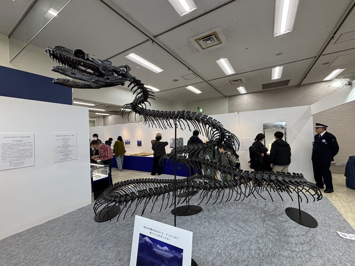 奇々海貝 tweet media