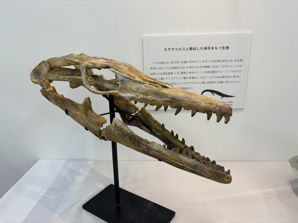 奇々海貝 tweet media