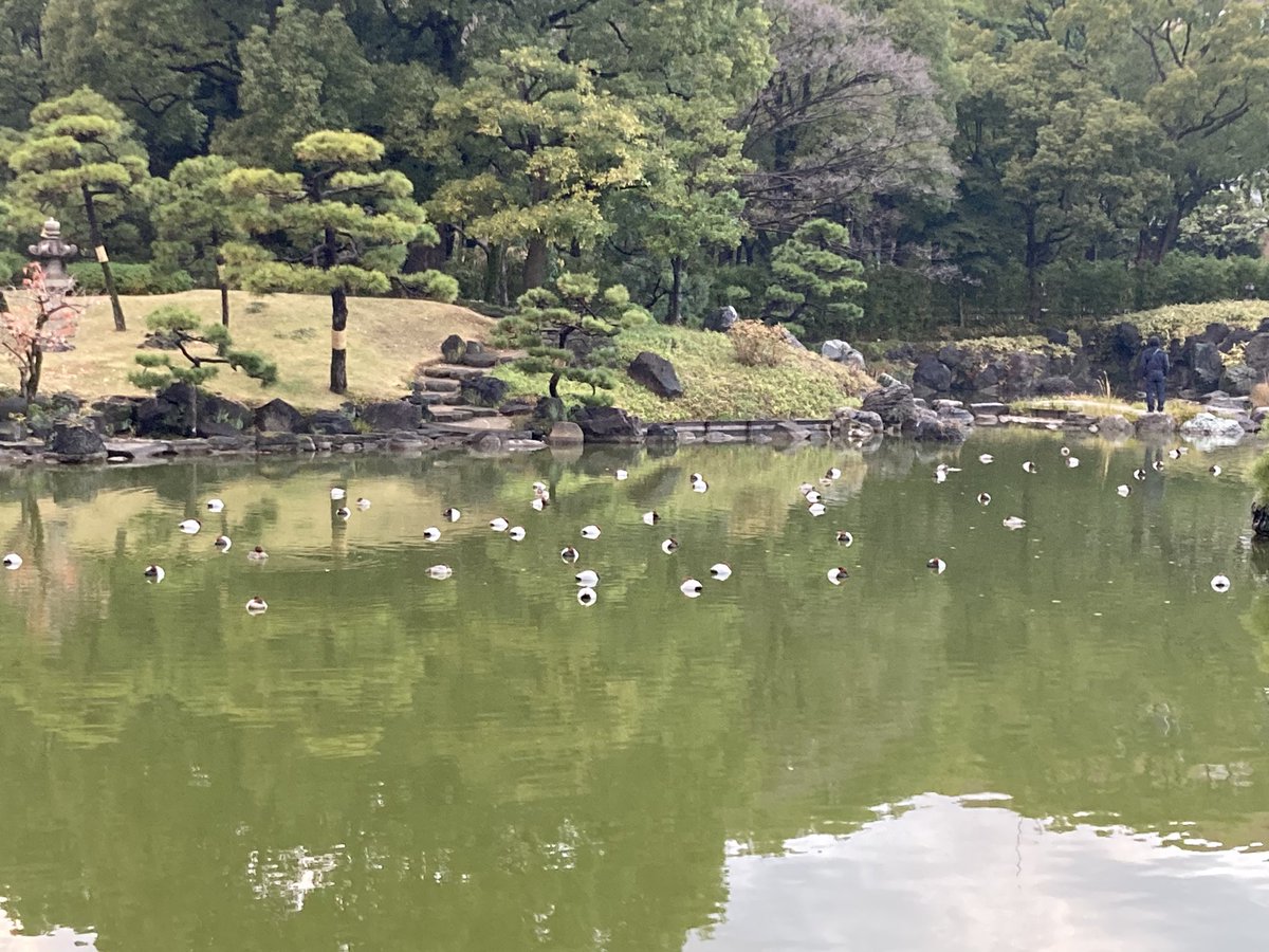 tarao_banko's tweet image. 普通酒ノーマルヒル　@清澄白河　涼亭
最高でした！