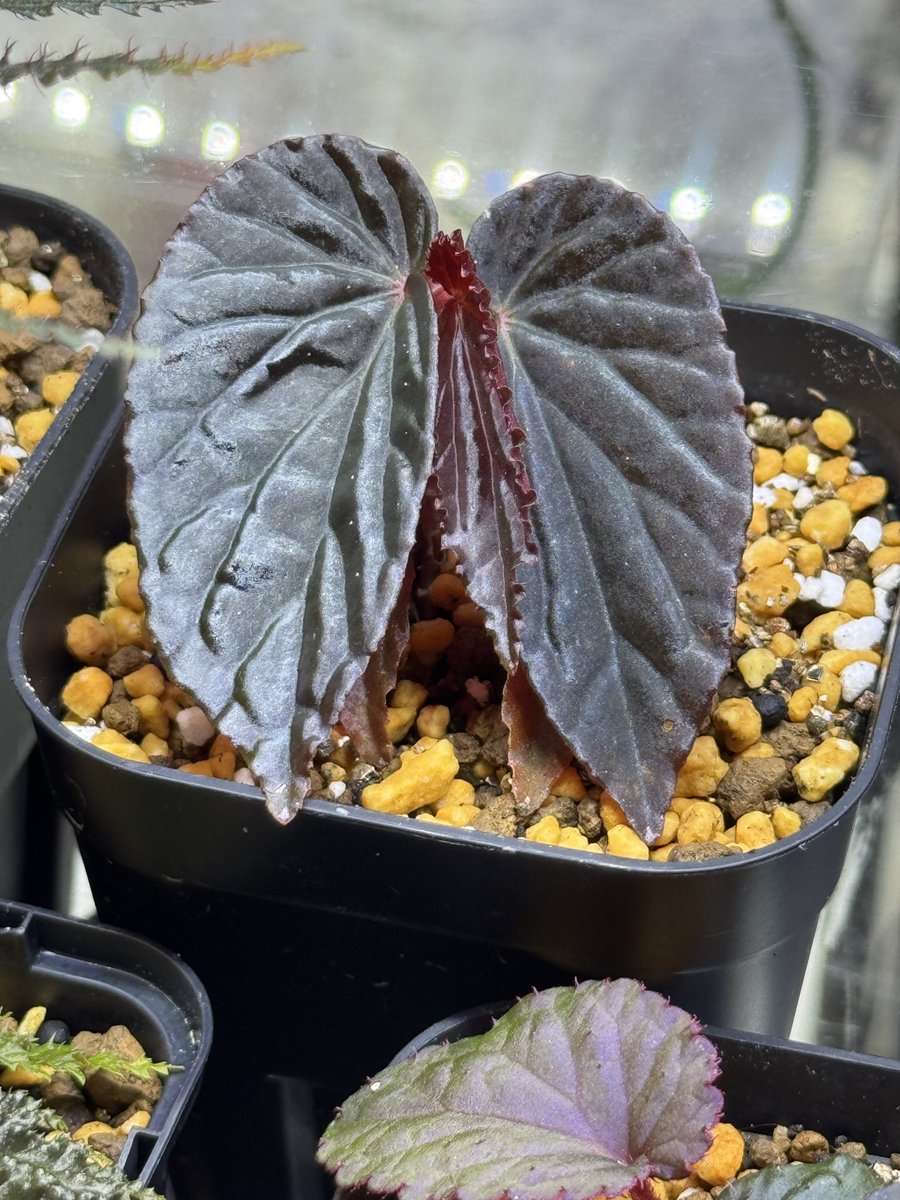 Begonia sp. " Black Blood "