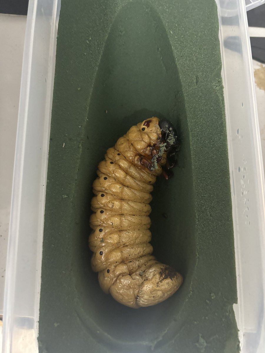 ✴︎Aki✴︎ Amazon.co.jp: LISEN iPhone 充電ケーブル【2M, 最大240W】らいとにん