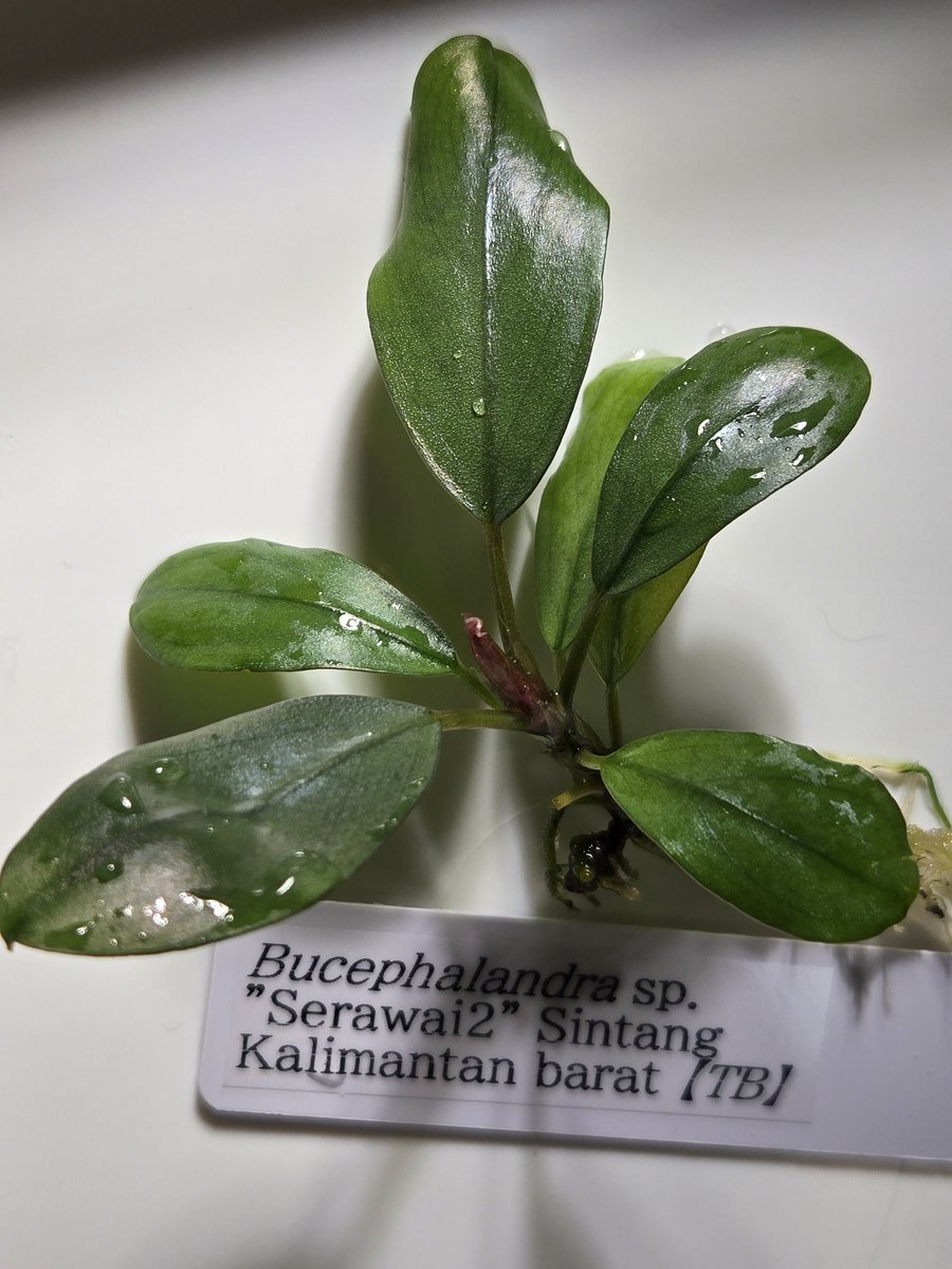 Ringo🍎 (@P_AppleGarden) / Posts / X