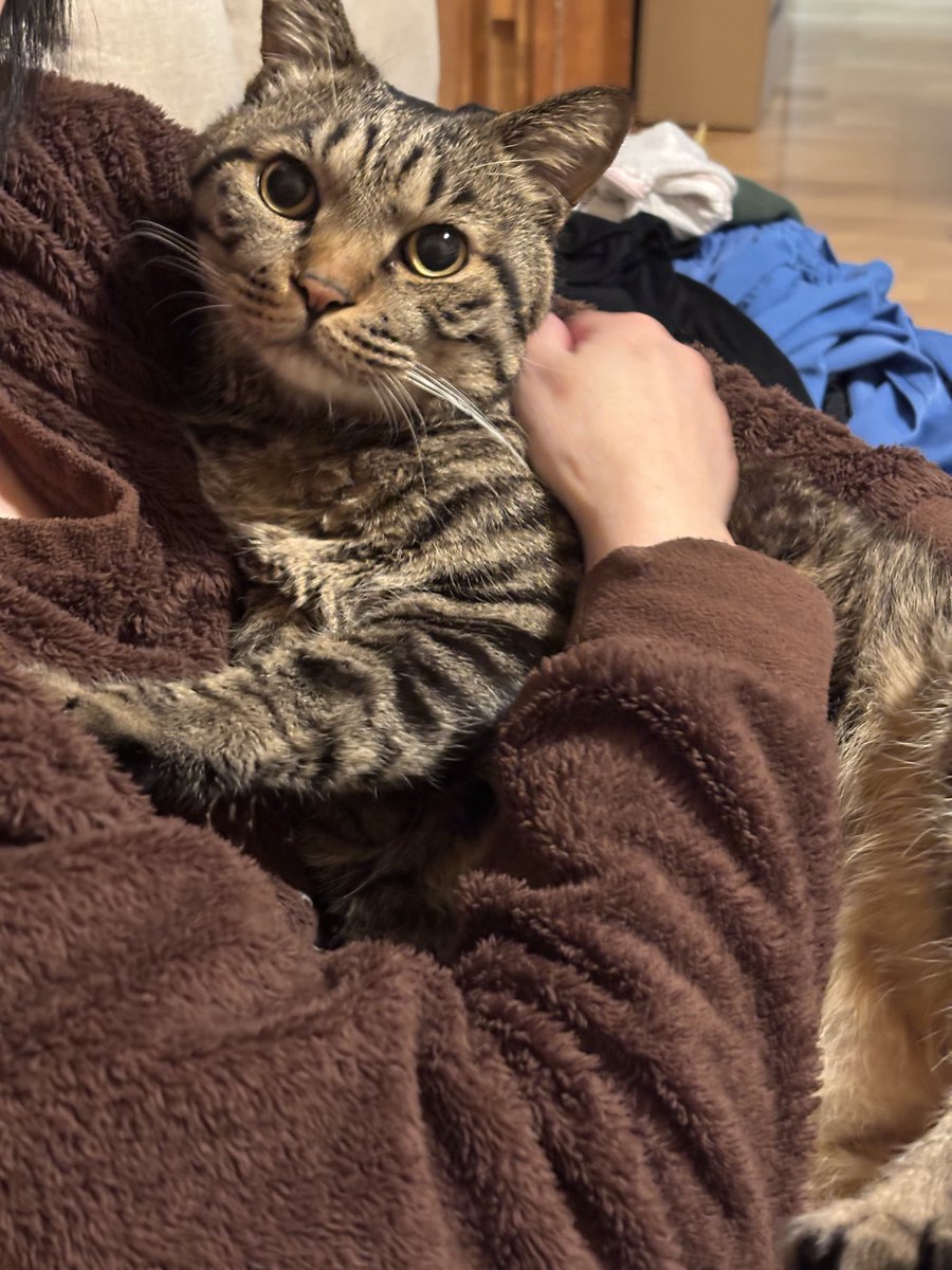 キジトラ虎三郎 (@TH82624015) / Posts / X