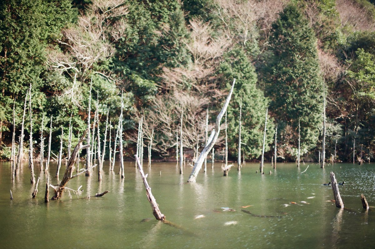 いつかのfilm photography
Nikon F100