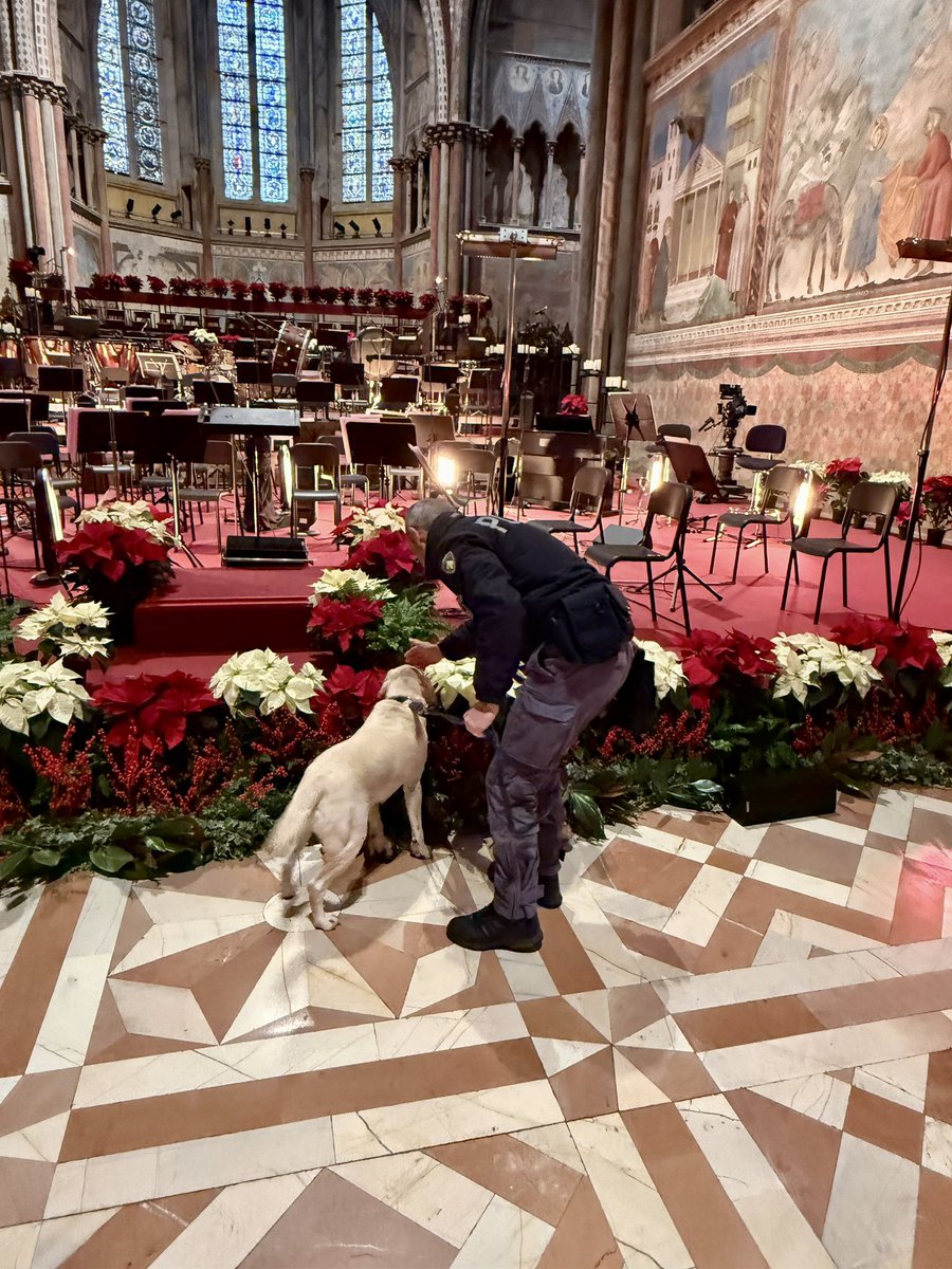 QPerugia's tweet photo. Non è solo lavoro, è fiducia reciproca 🐾
Ieri, durante i servizi di bonifica per il Concerto di Natale nella Basilica di San Francesco di Assisi, Mia e il suo conduttore cinofilo si sono mossi come un’unica squadra: uno sguardo, un gesto, e tutto era chiaro.
@poliziadistato https://t.co/R1UYGkqEjj